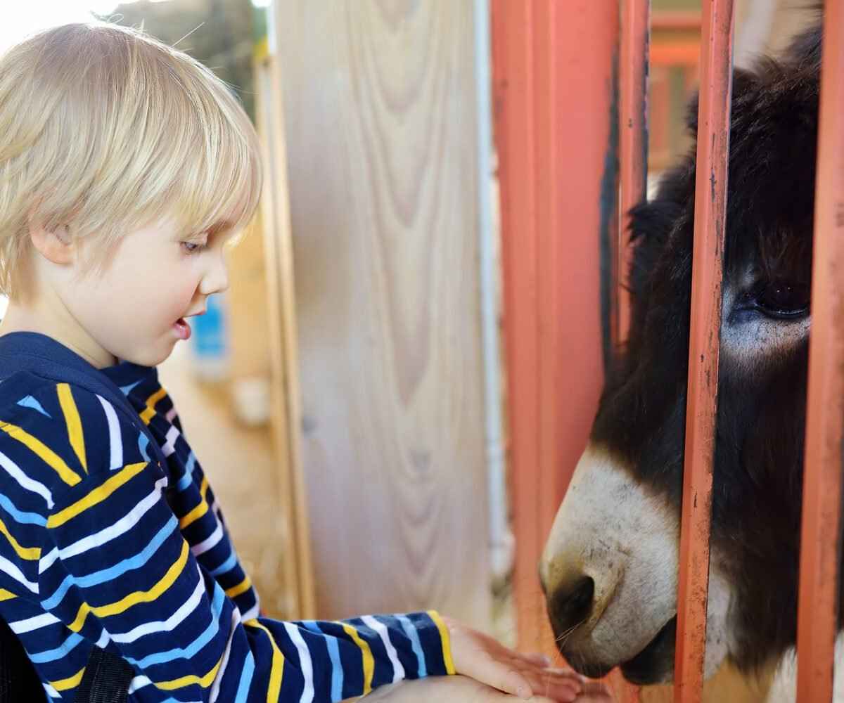 A young boy feeding a donkey.
