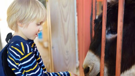 A young boy feeding a donkey.