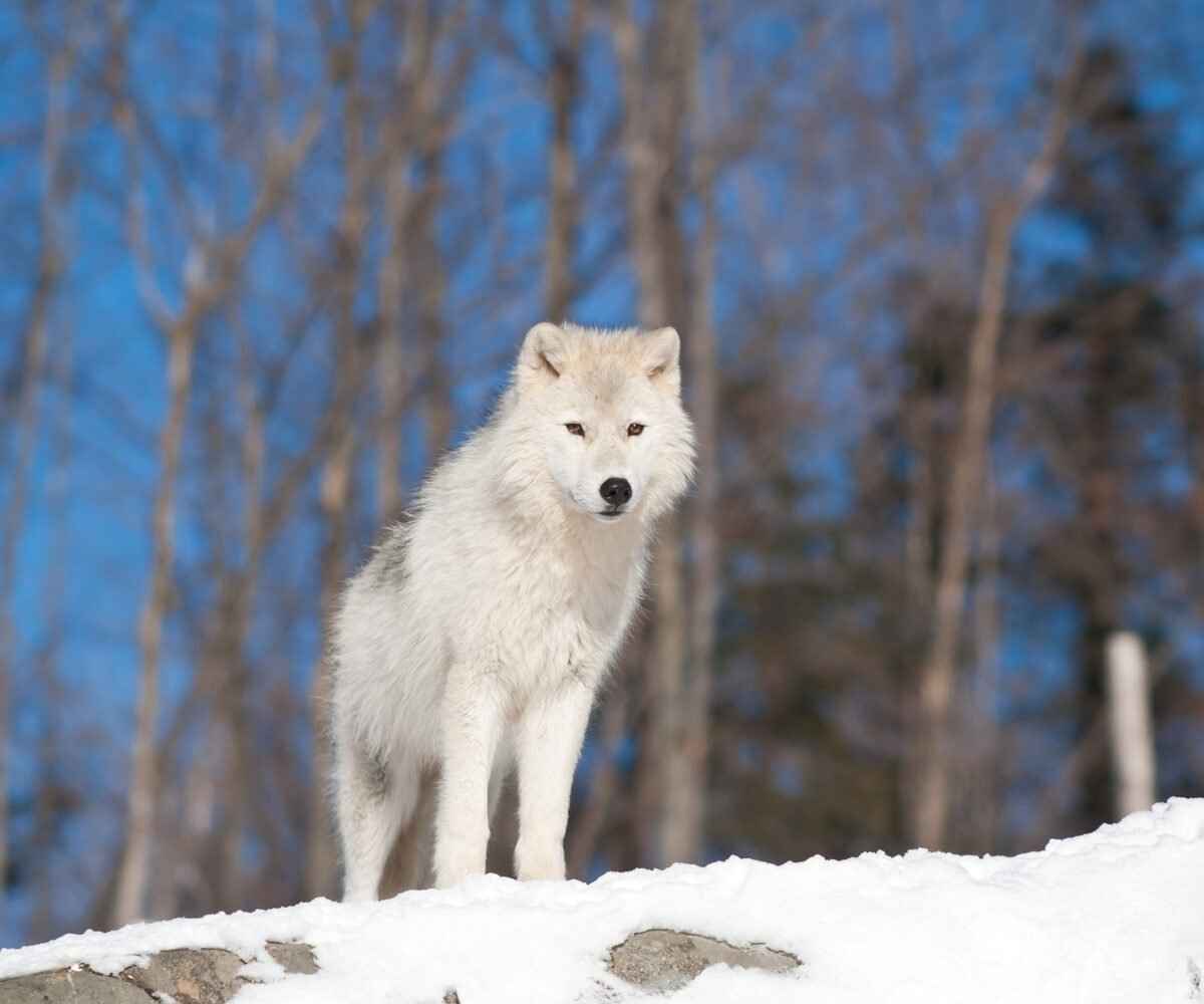 A white wolf standing in the snow.