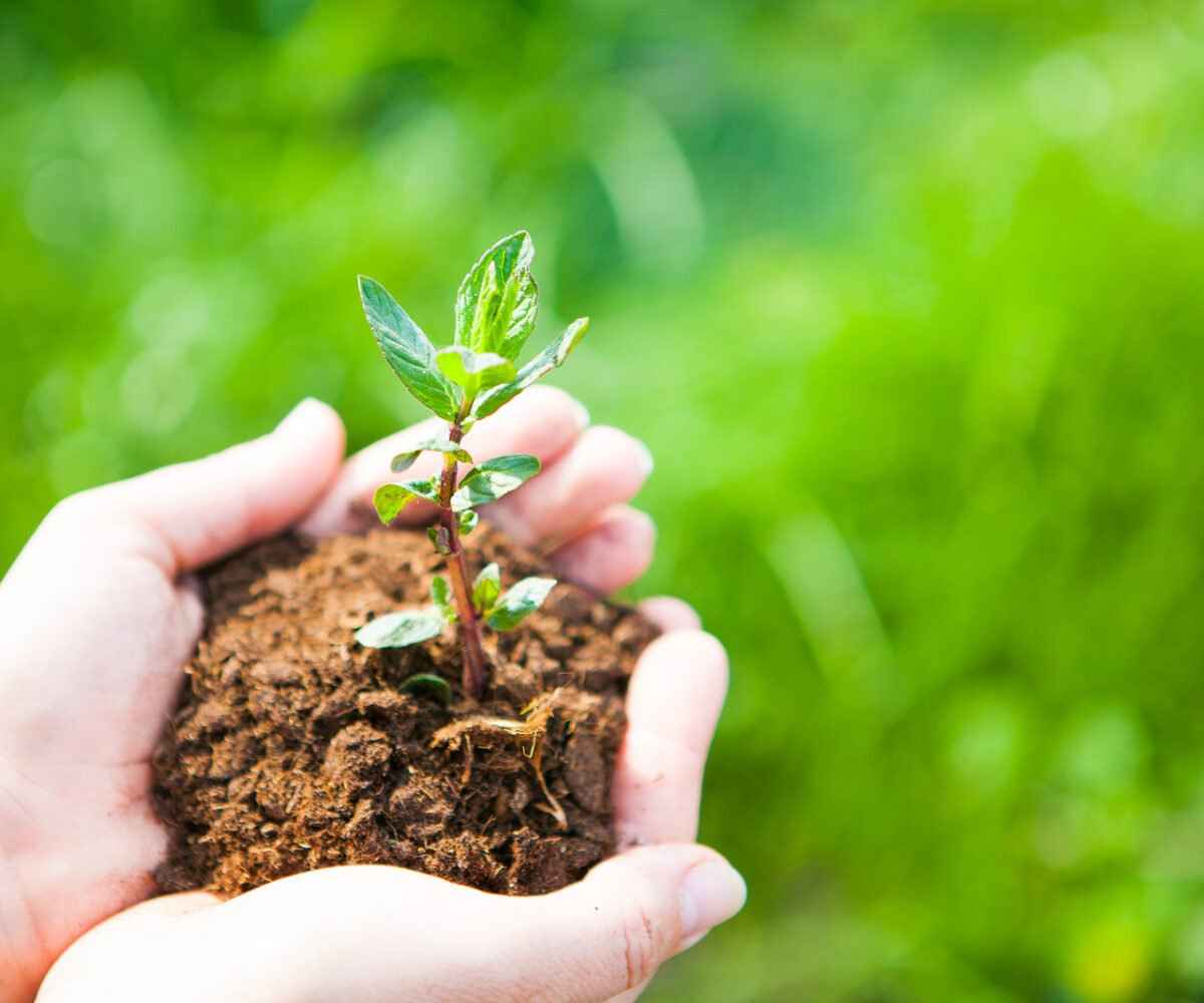 Person holding a small pile of dirt with a planted tree in it.