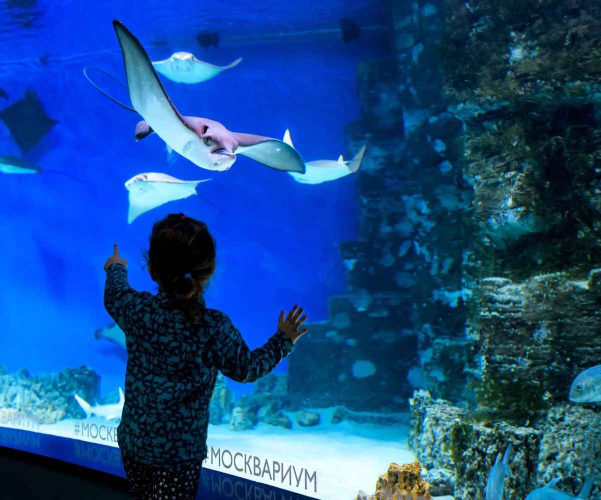 Young child watching stingrays swim in an aquarium.