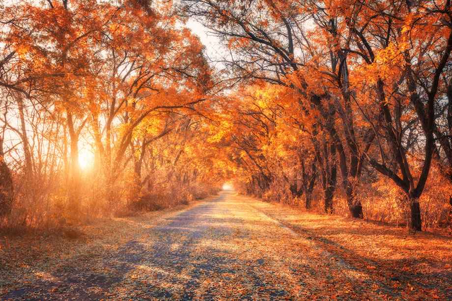 A gravel road surrounded by fall trees at sunset.