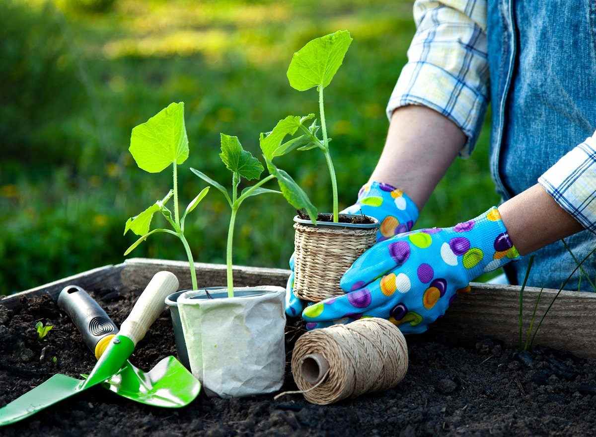 Person planting plants in a small garden.