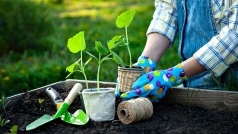 Person planting plants in a small garden.