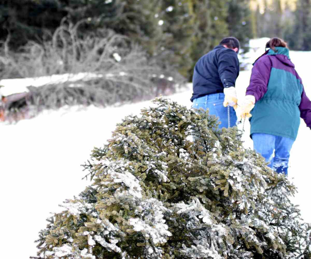 Two people dragging a Christmas tree in the snow.