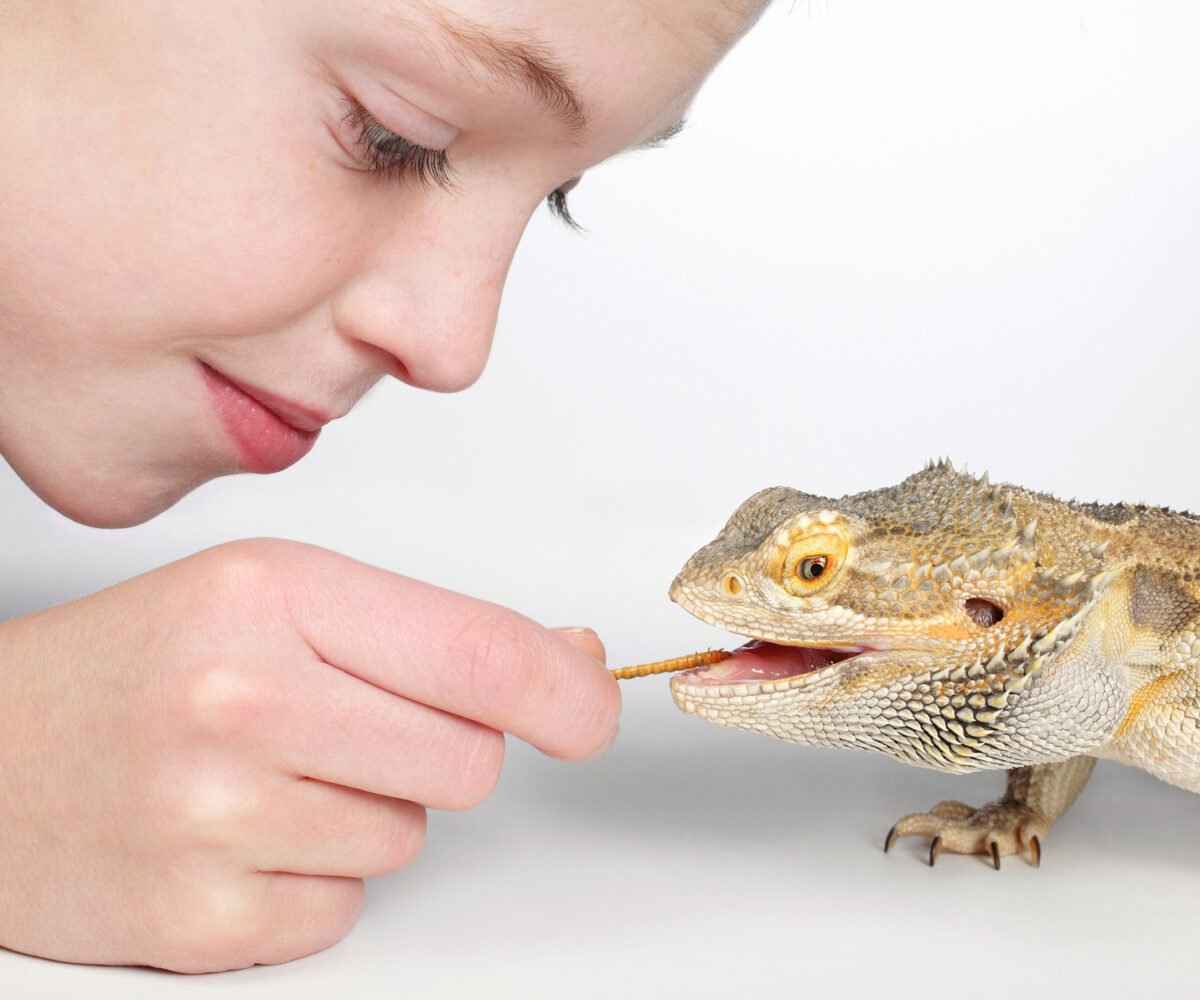 Young child feeding a pet lizard a pretzel.
