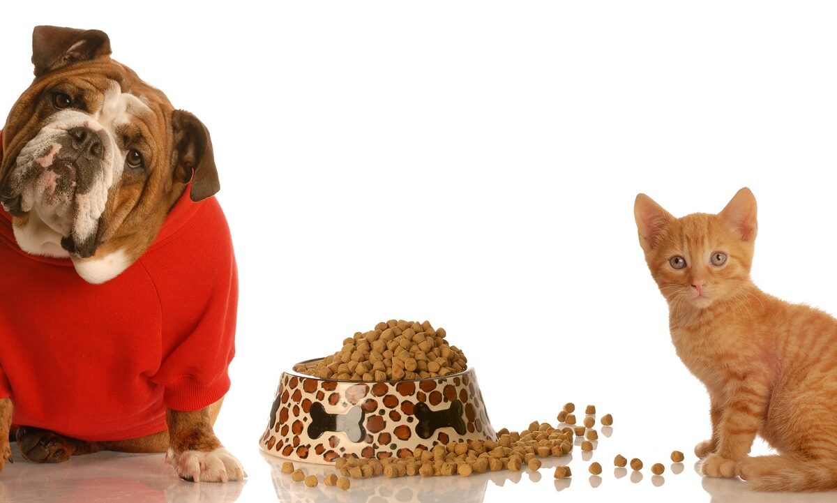 A bulldog and kitten sitting next to a bowl of pet food.