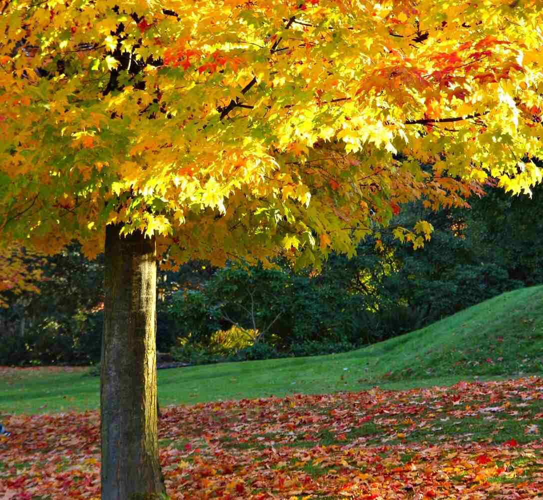 Maple tree in the fall with leaves on the ground.