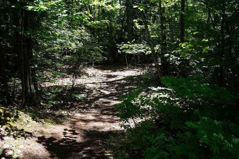 A hiking trail in a dense forest.