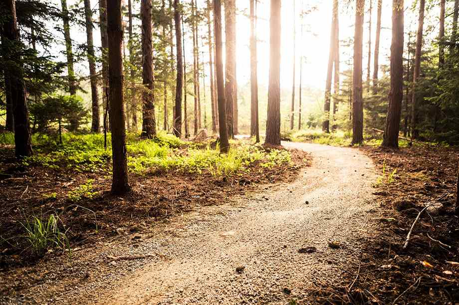 A gravel trail in the woods.