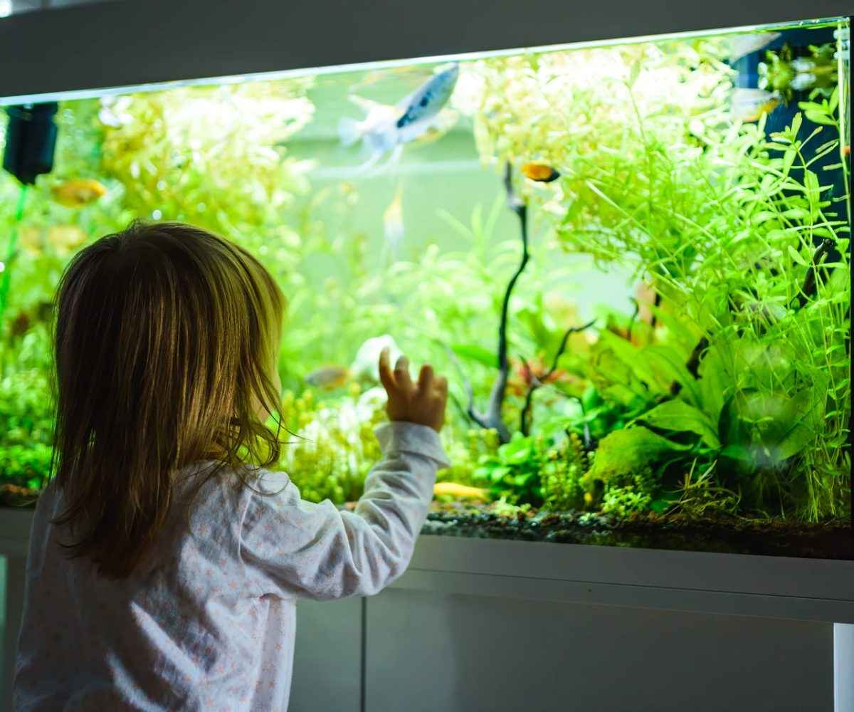 Young girl looking into a fish aquarium.
