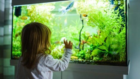 Young girl looking into a fish aquarium.