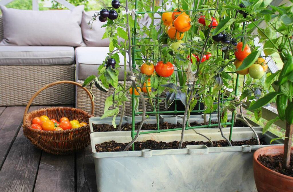 Several tomatoes growing on vines, set up in a planter on a patio. 